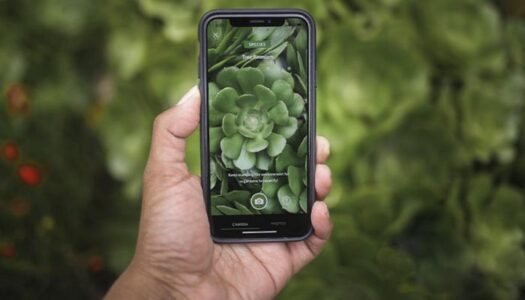 Apps to Identify Plants - Photos, most popular, most used