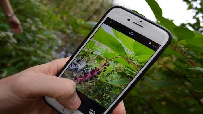 Aplicativos para Identificar plantas